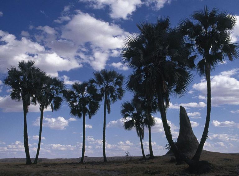 OPERADORES TURÍSTICOS AFRICANOS IRONIZAM COM ‘PAÍSES DE MERDA’ COMO DESTINO