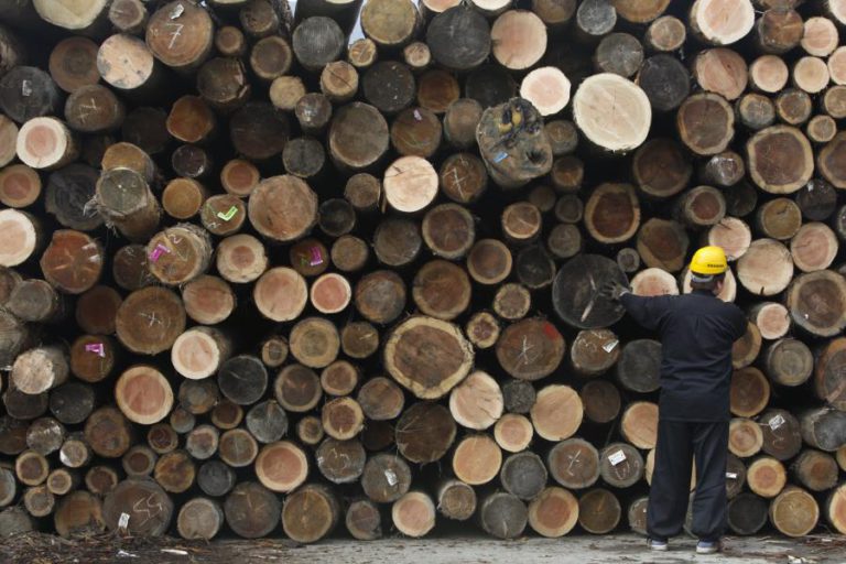 ANGOLA DIZ QUE EXPLORAÇÃO DE MADEIRA POR CHINESES RESULTA DE TRESPASSE DE LICENÇAS