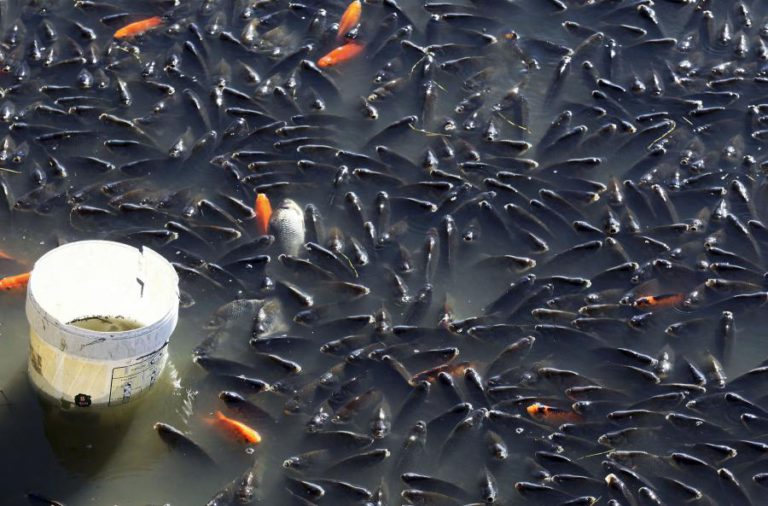 ESTUÁRIO DO MONDEGO E RIA FORMOSA REGISTAM NÍVEL DE OXIGÉNIO PERIGOSO PARA PEIXES