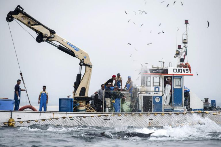 GOVERNO AUTORIZA MAIS PESCA DE ESPÉCIES ACESSÓRIAS COM ARTES DO CERCO – DIPLOMA