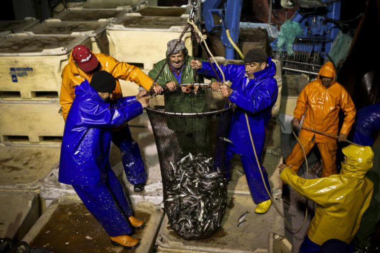 DIMINUIÇÃO DO ‘STOCK’ DA SARDINHA DURA HÁ QUASE 20 ANOS E TEM POR BASE AS ALTERAÇÕES CLIMÁTICAS