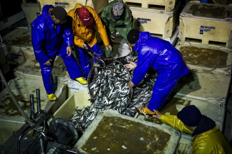 PESCA DA SARDINHA PROIBIDA ATÉ AO FINAL DE ABRIL