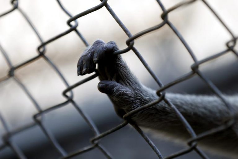 ZOOLÓGICO DA MAIOR CIDADE DO BRASIL ENCERRA APÓS MORTE DE MACACO POR FEBRE-AMARELA