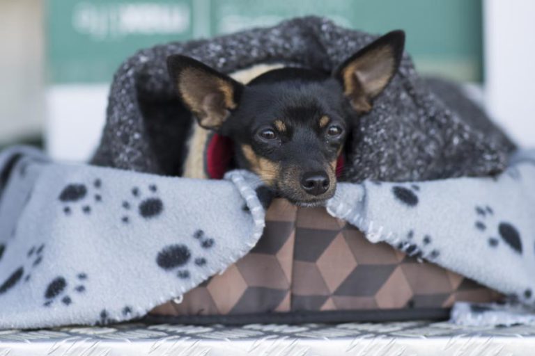 ANIMAIS ABANDONADOS EM LISBOA VÃO TER FAMÍLIAS DE ACOLHIMENTO TEMPORÁRIO