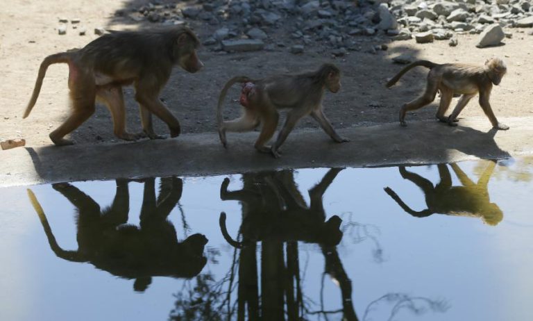 CINQUENTA MACACOS ESCAPAM DAS JAULAS NO ZOO DE PARIS E VISITANTES SÃO RETIRADOS POR SEGURANÇA