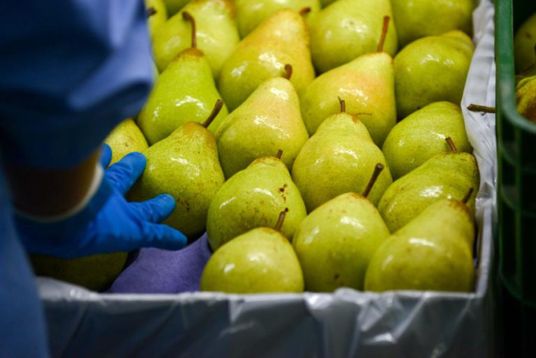PRODUTORES DE PERA ROCHA PRETENDEM ATINGIR 100 ME DE EXPORTAÇÕES EM 2019