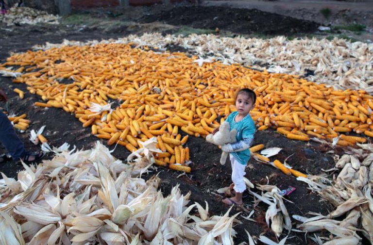 ÁREA DE PRODUÇÃO DE MILHO GENETICAMENTE MODIFICADO CAIU 12% EM 2016