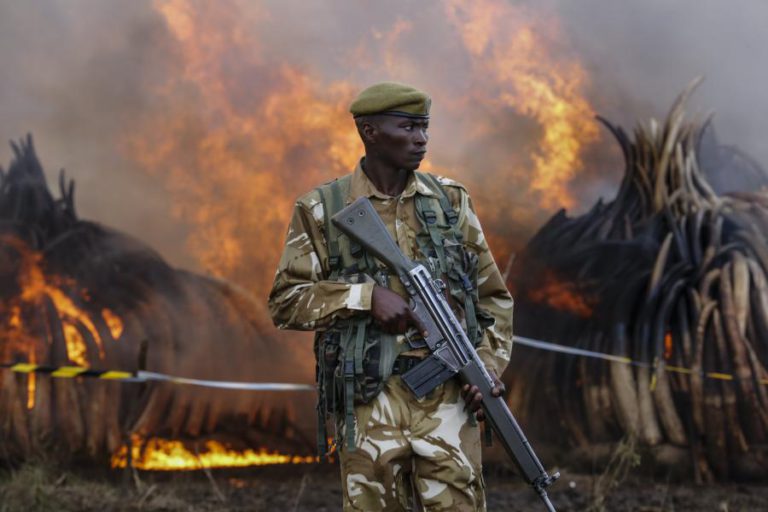 GUERRAS DIZIMAM FAUNA EM ÁFRICA, MAS GORONGOSA, MOÇAMBIQUE, SURPREENDE POSITIVAMENTE – ESTUDO