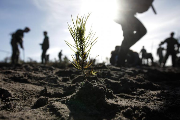 HABITANTES UNEM-SE PARA LIMPAR TERRENOS À VOLTA DE ALDEIA EM OLEIROS