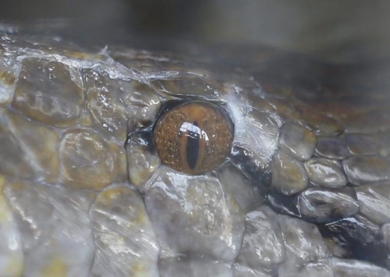 ANGOLA QUER PRODUZIR SORO PARA TRATAR MORDEDURAS DE SERPENTES VENENOSAS