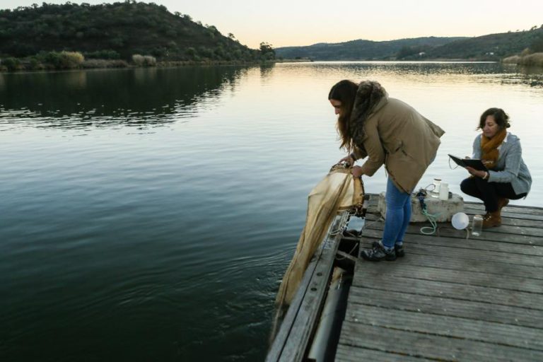 ÁGUA MAIS QUENTE E SALINA NO GUADIANA É BERÇO PARA ESPÉCIES EXÓTICAS COMO O CARANGUEJO AZUL