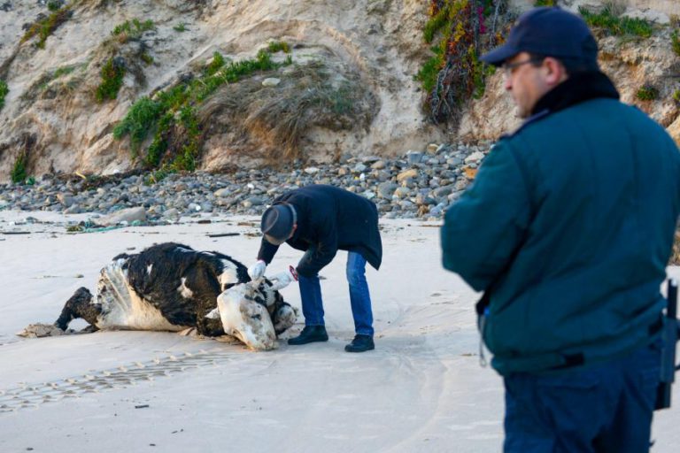 CADÁVER DE VACA REMOVIDO DE PRAIA DE PENICHE QUASE 17 HORAS APÓS O ALERTA