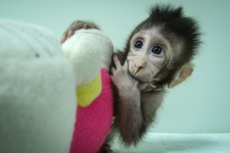 PRIMEIROS MACACOS CLONADOS COM A TÉCNICA DA OVELHA DOLLY NASCERAM NA CHINA