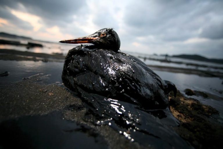 CENTRO DE REABILITAÇÃO EM ÍLHAVO RECEBEU 26 AVES CONTAMINADAS DESDE O DIA 05