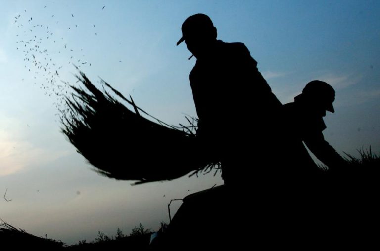 EXPORTAÇÕES AGRÍCOLAS ANGOLANAS AUMENTARAM 120 VEZES EM TRÊS MESES – INE
