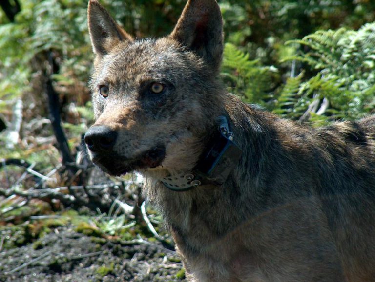 MAIS DE 2.400 ANIMAIS ATROPELADOS NAS ESTRADAS EM 2016, SEGUNDO A INFRAESTRUTURAS DE PORTUGAL