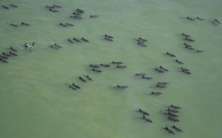 VÍRUS CAUSOU A MORTE DE 200 GOLFINHOS NO LITORAL DO BRASIL