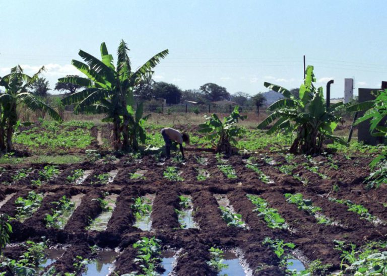 GOVERNO MOÇAMBICANO NEGOCEIA 64,9 ME COM BANCO MUNDIAL PARA IRRIGAÇÃO AGRÍCOLA