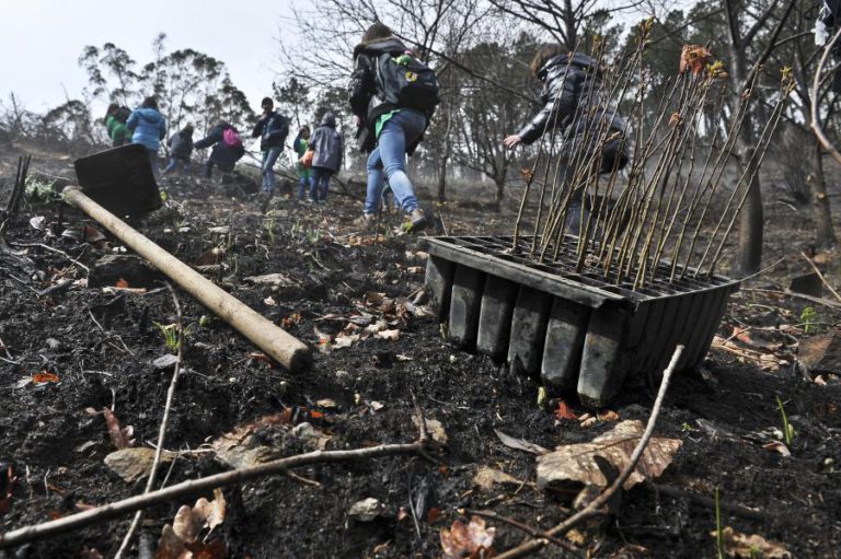 GOVERNO DEFINE ÁREAS PRIORITÁRIAS PARA FISCALIZAR LIMPEZA DAS FLORESTAS