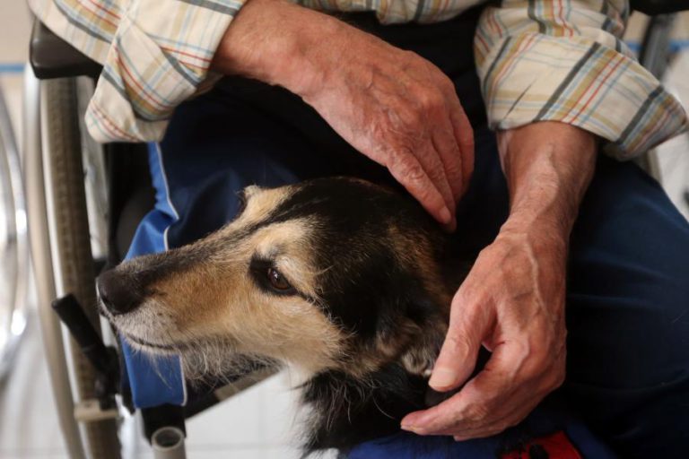 PAN QUER HOSPITAL VETERINÁRIO EM LISBOA PARA DONOS COM BAIXOS RENDIMENTOS