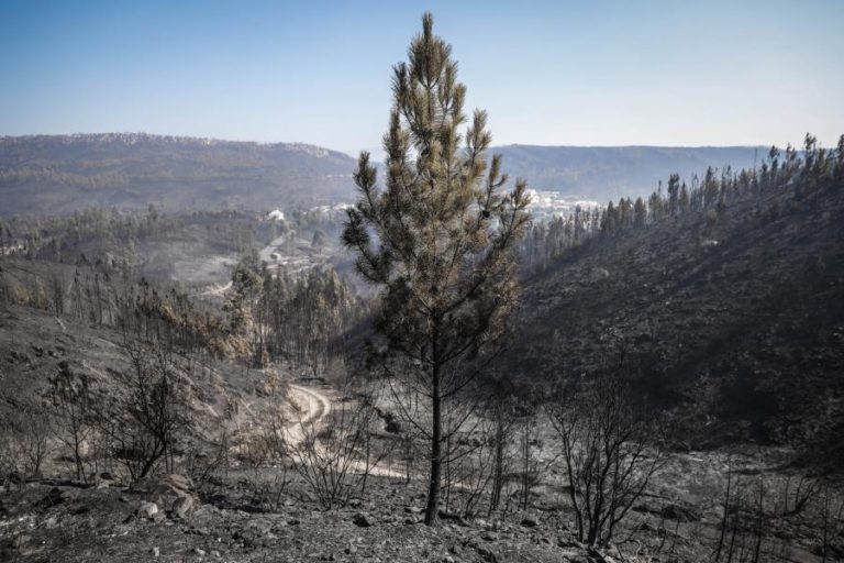 REPROGRAMAÇÃO DO PORTUGAL 2020 NA CONCERTAÇÃO TERRITORIAL COM ATENÇÃO NA FLORESTA