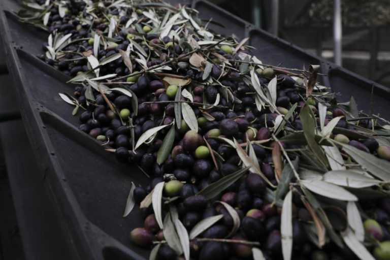 PREVISÕES PARA PRODUÇÃO DE AZEITONA APONTAM PARA SUBIDA DE 25% EM 2017