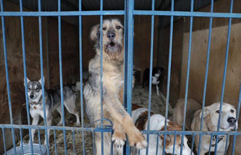 GNR REGISTOU MAIS DE 920 CRIMES CONTRA ANIMAIS EM 2017