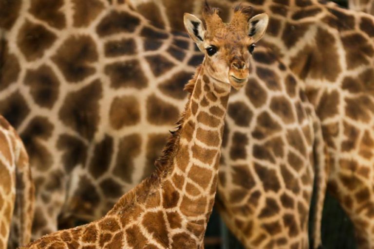 “PEQUENA” GIRAFA-DE-ANGOLA É A NOVA RESIDENTE DO JARDIM ZOOLÓGICO DE LISBOA