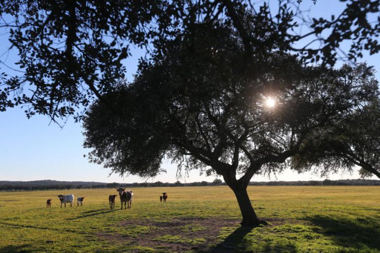 MONTADO É “ALIADO” CONTRA ALTERAÇÕES CLIMÁTICAS MAS REQUER GESTÃO SUSTENTÁVEL