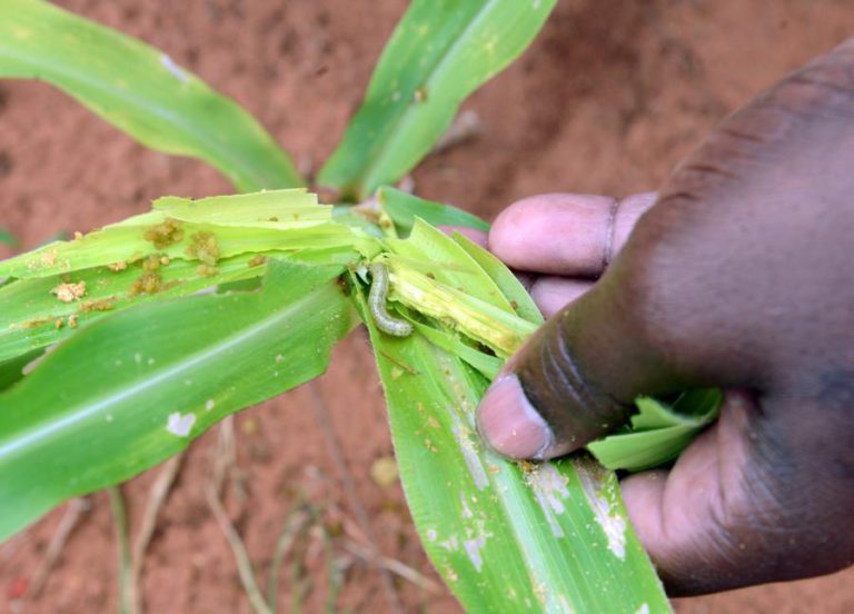 LAGARTA ATRAVESSA O ATLÂNTICO E AMEAÇA SEGURANÇA ALIMENTAR DE MOÇAMBIQUE