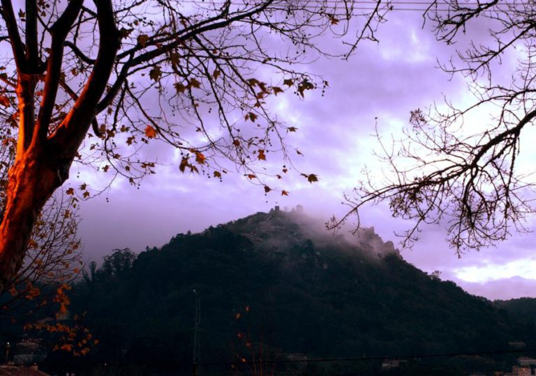 PROTEÇÃO CIVIL DE SINTRA ESTIMA CORTE DE 370 ÁRVORES NA SERRA