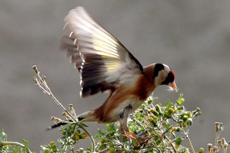 PSP DETEVE TRÊS INDIVÍDUOS NO PORTO POR VENDA ILEGAL DE AVES