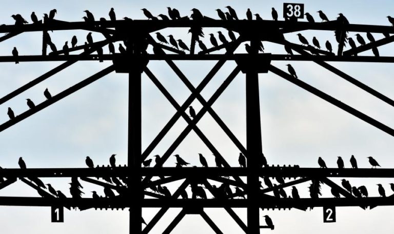 ESTUDO REVELA QUE AS AVES ENVELHECEM MAIS RÁPIDO NA CIDADE DO QUE NO CAMPO