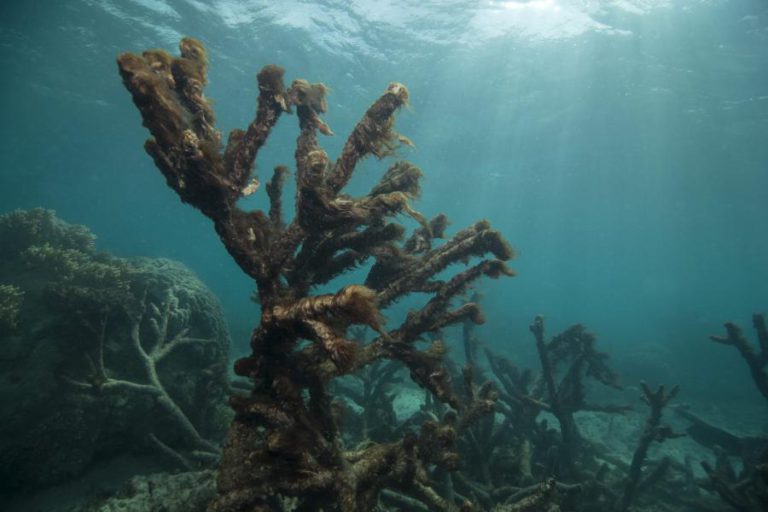 CIENTISTAS QUEREM DEVOLVER CORAIS QUE DERAM À COSTA EM PRAIAS DO ALGARVE