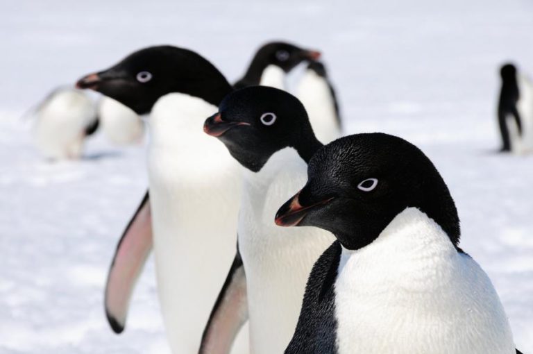 GLACIARES ANTÁRTICOS “ESCONDEM” 1,5 MILHÕES DE PINGUINS