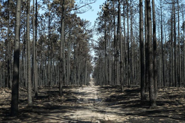 PLANTAÇÃO DE 70 MIL PINHEIROS NO PINHAL DE LEIRIA ADIADA POR CAUSA DO MAU TEMPO