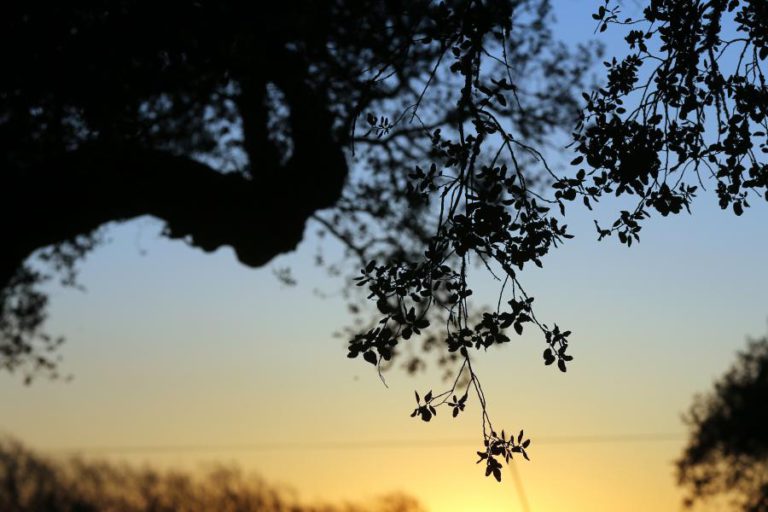 SOBREIRO DE ÁGUAS DE MOURA PREMIADO COMO ÁRVORE EUROPEIA DO ANO
