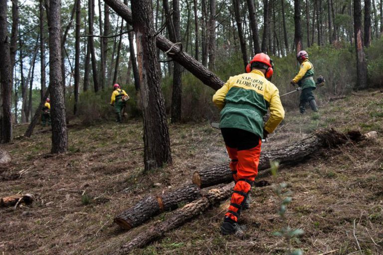 PRAZO PARA LIMPAR TERRENOS ACABA HOJE E HÁ COIMAS PARA INCUMPRIDORES