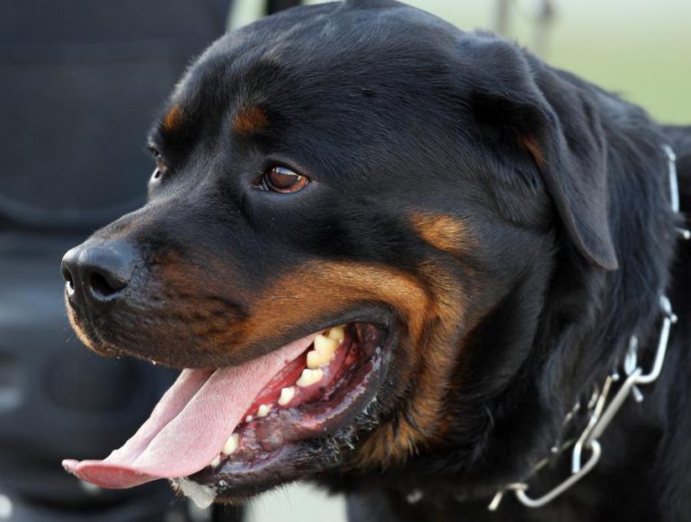 VENDA E ANÚNCIO DE ANIMAIS PELA INTERNET COM NOVAS REGRAS