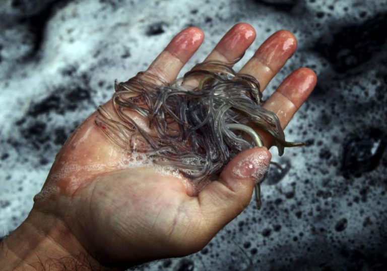 TRÊS PESSOAS DETIDAS POR CAPTURA ILEGAL DE MEIXÃO NO RIO MONDEGO