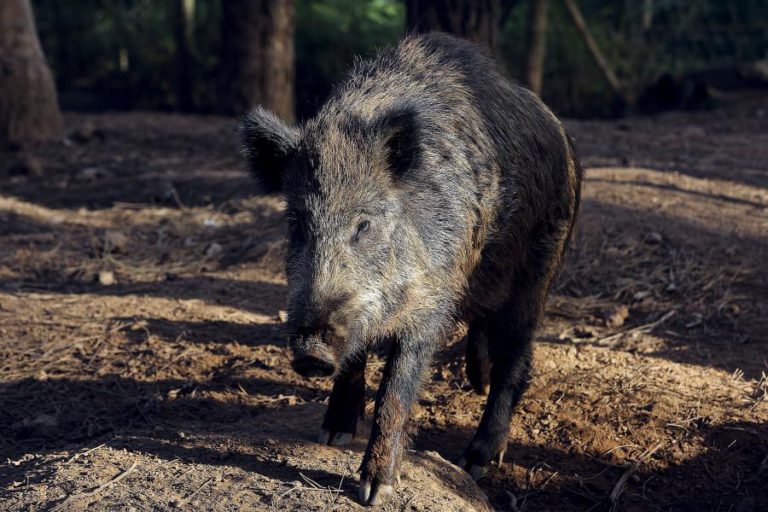CAÇADORES PORTUGUESES EXIGEM MAIS INSPEÇÃO VETERINÁRIA AOS JAVALIS