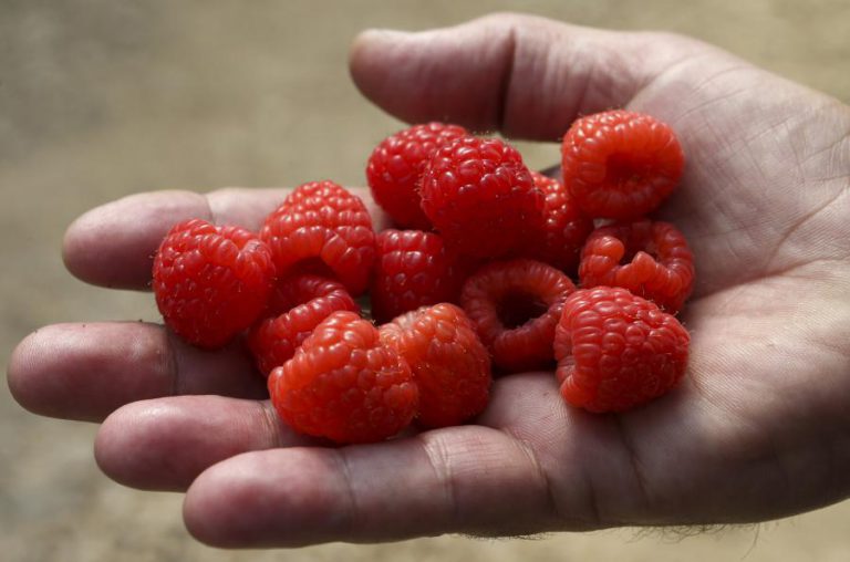 FRUTOS VERMELHOS E VINHO TINTO PODEM PREVENIR DOENÇAS MENTAIS, SEGUNDO UM ESTUDO