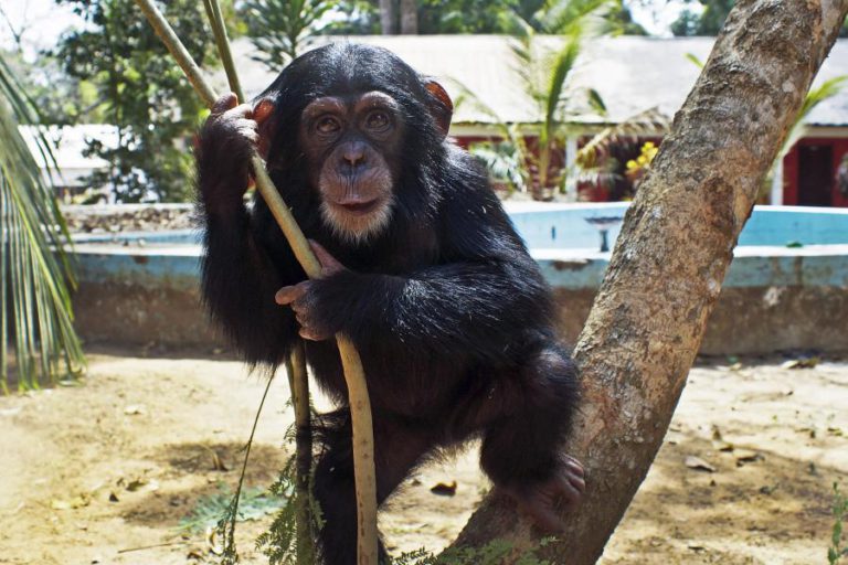 GUINÉ-BISSAU TRANSFERE PELA PRIMEIRA VEZ DOIS CHIMPANZÉS PARA SANTUÁRIO NO QUÉNIA