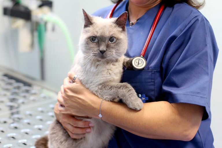 VETERINÁRIOS QUEREM INTEGRAR PROTEÇÃO CIVIL E ATUAR EM CATÁSTROFES