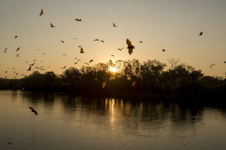 NOVA ESPÉCIE DE MORCEGO DESCOBERTA EM MOÇAMBIQUE