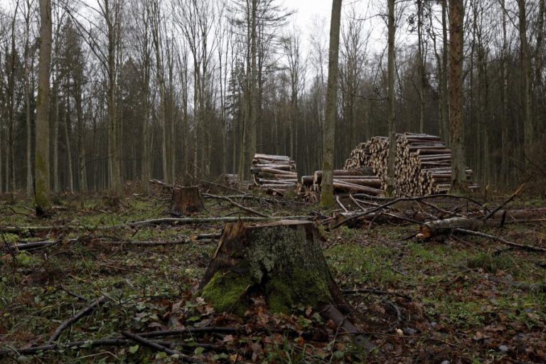 TRIBUNAL EUROPEU CONDENA POLÓNIA POR INTERVENÇÃO EM FLORESTA MILENAR