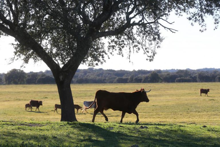 PRODUTIVIDADE DOS CEREAIS SOBE DEVIDO A PRECIPITAÇÃO DE MARÇO