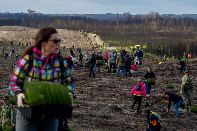 PINHAL DE LEIRIA JÁ RECEBEU 500 MIL ÁRVORES