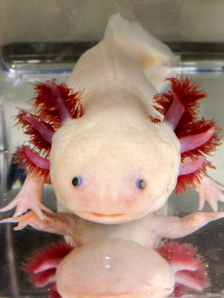 ESPÉCIE DE SALAMANDRA AMEAÇADA PERSPETIVA TRATAMENTOS PARA LESÕES NA MEDULA ESPINAL