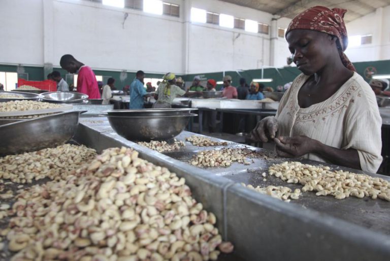 ECONOMISTA DIZ QUE CULTURA TRADICIONAL DO CAJU NÃO AJUDA GUINÉ-BISSAU A DESENVOLVER-SE